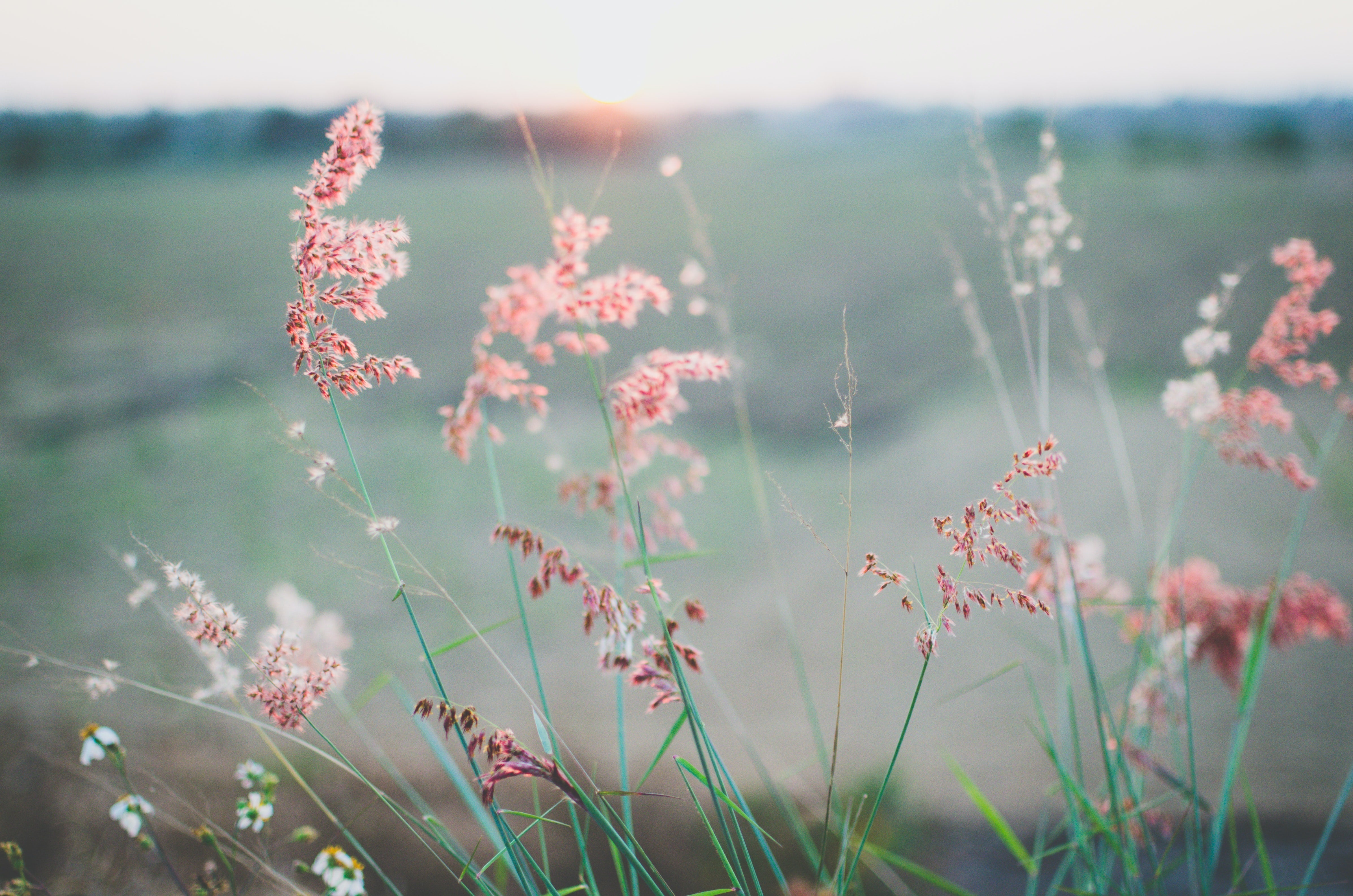 The Psychology of Scent and Mental Health: How Aromatherapy Can Be a Tool for Balance-Oxalis Apothecary